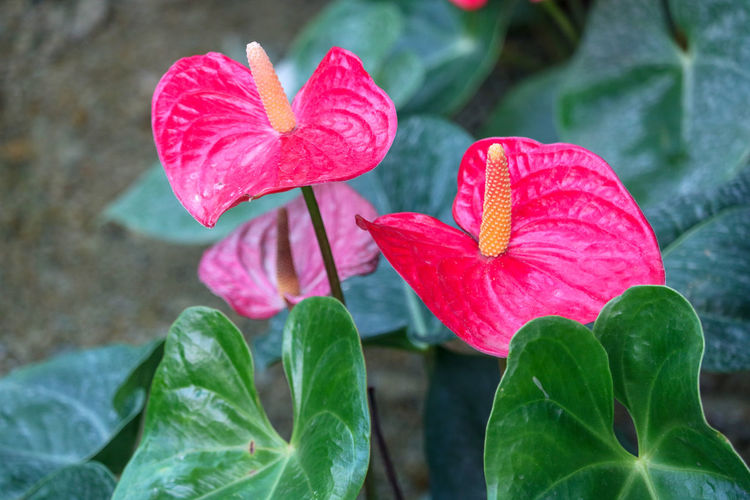 Close-up of pink flowering plant