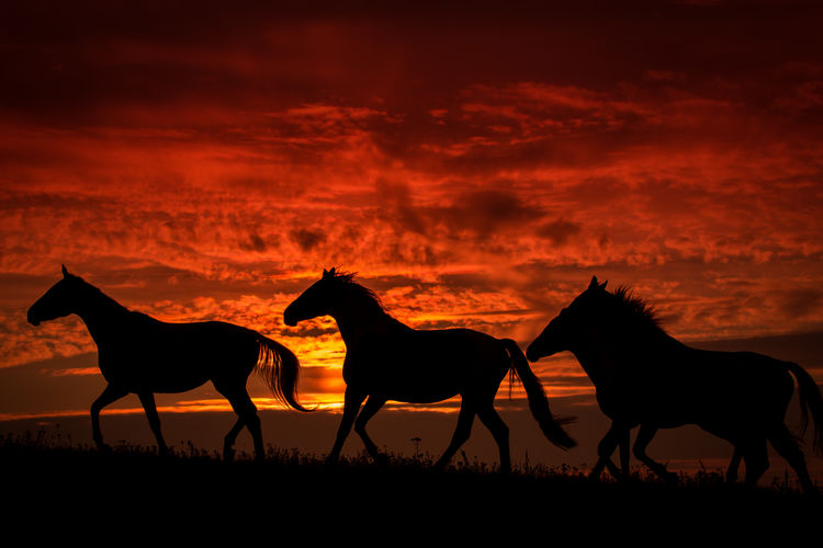 Silhouette horses on field during sunset