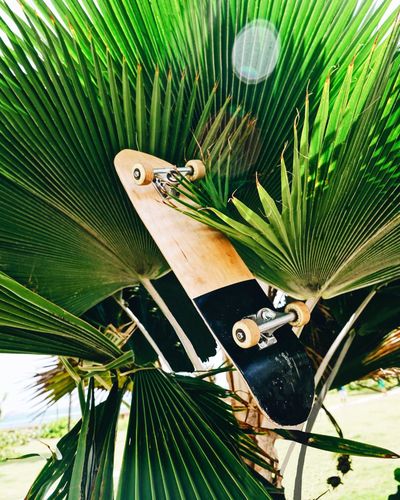 Close-up of skateboard on palm tree