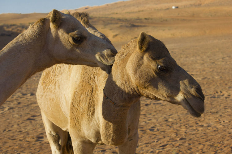2 camels kiss
