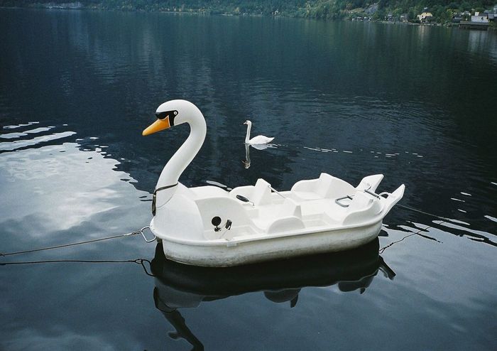 Swan pedal boat on lake
