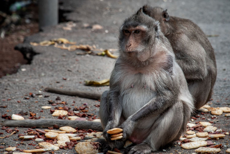 Monkeys holding food while sitting on land