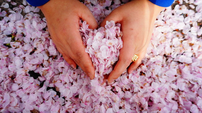 Cropped hand making heart shape with pink flowers