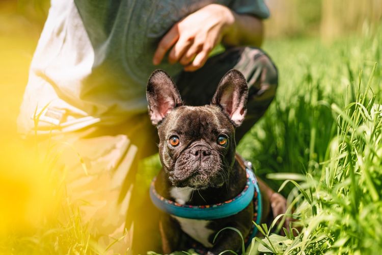 French bulldog dog and pet owner in grass in summer