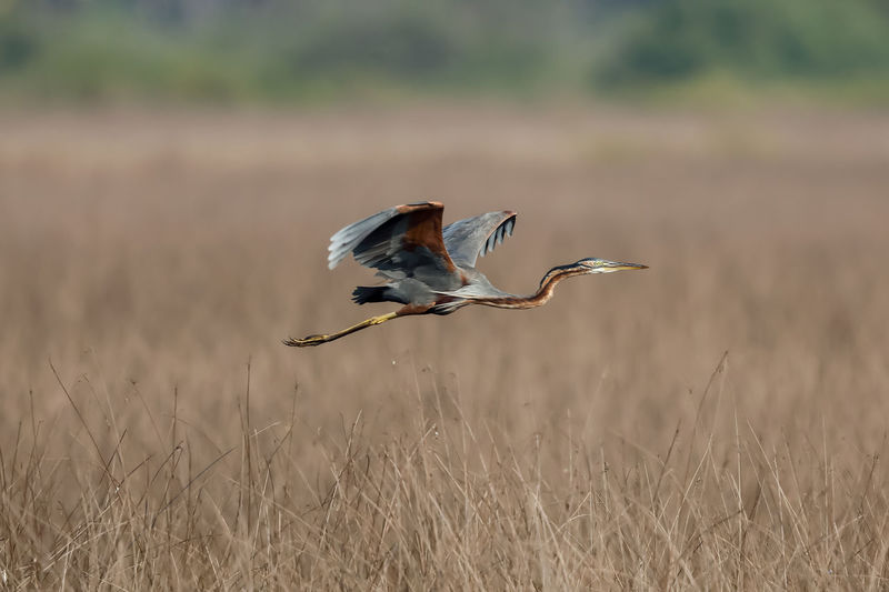 Heron flying over dried plant on field