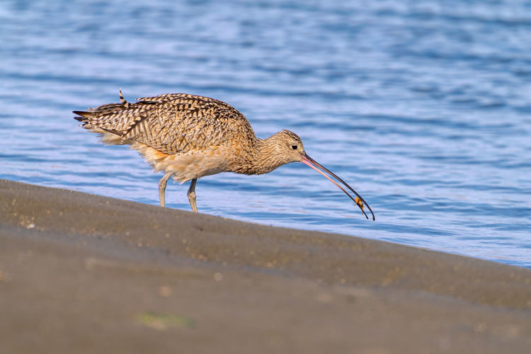 Close up of a long-billed curlew foraging on the shore.