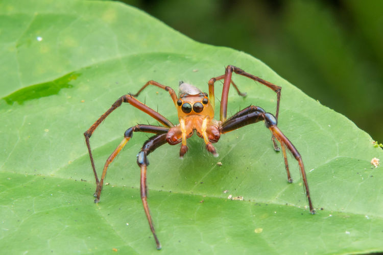 Close-up of spider on leaves