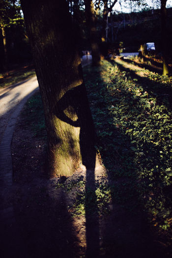 Shadow of tree on footpath in park