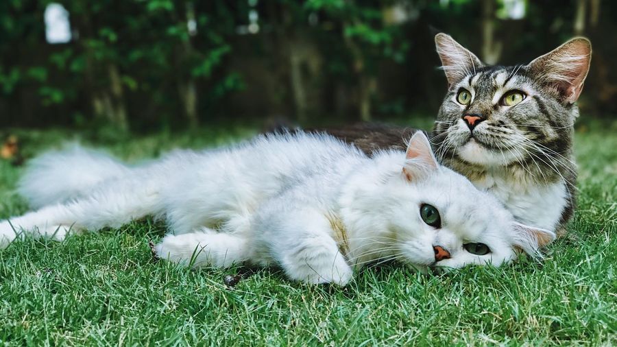 Portrait of cats relaxing on field