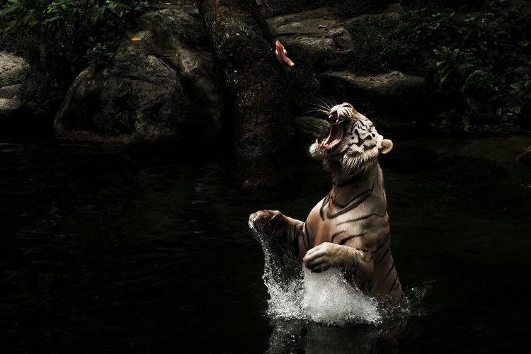 Full length of a leaping white tiger 