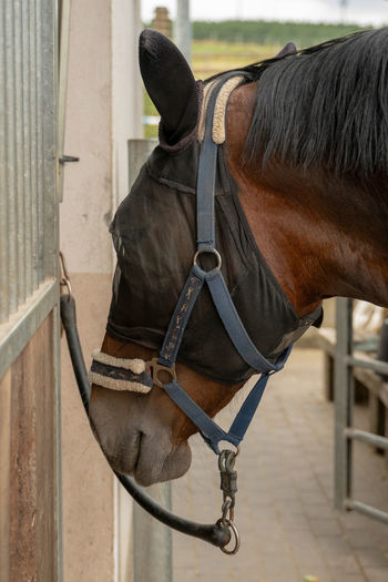 Horse  breed saxon thuringian heavy warm blood wearing a fly mask. the insect protection covers 