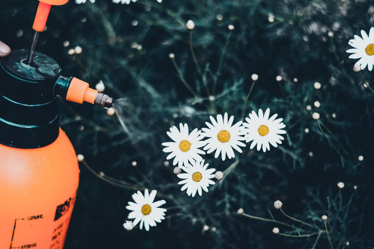 Fertilizer spray by white flowers in lawn