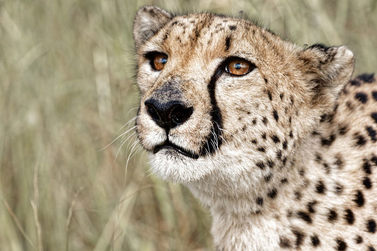 Cheetah animal in the wild. looks hungry close up head namibia africa safari close up 