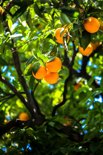 Low angle view of orange flowering tree