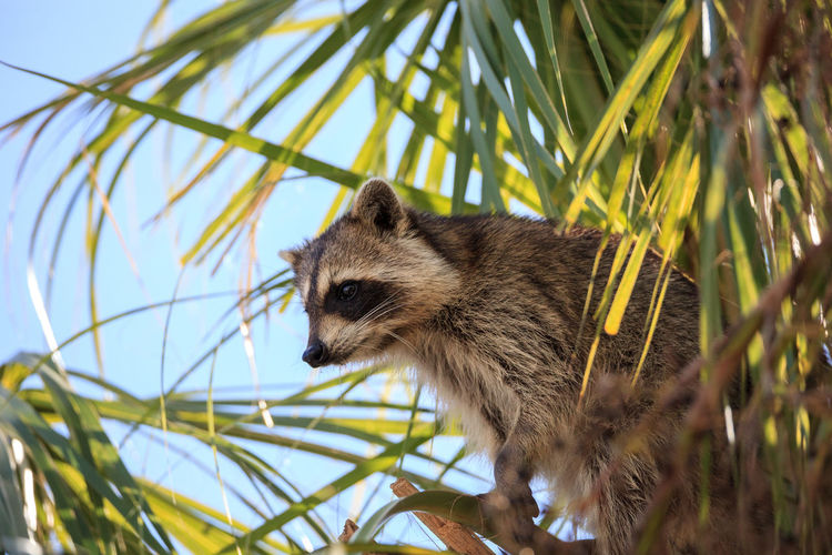 Raccoon procyon lotor forages for food at the corkscrew swamp sanctuary in naples, florida.