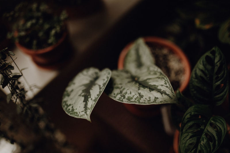 Plants collection in small millenials' rental flat, epipremnum aureum, scindapsus trebie, argyraeus