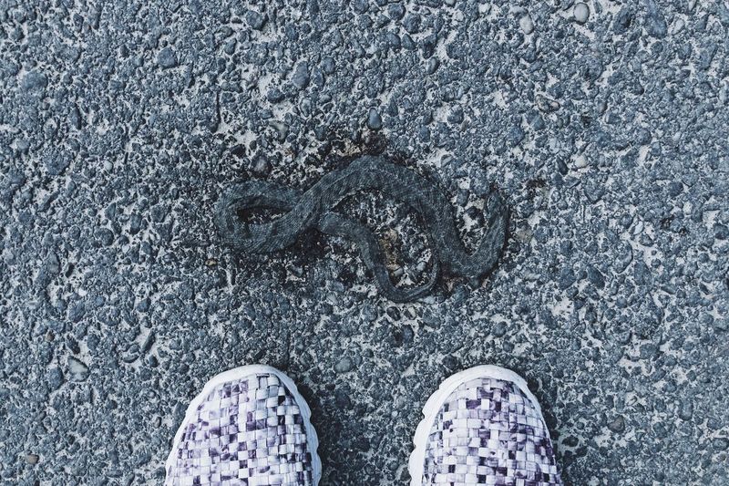 Low section of person standing by dead snake on road