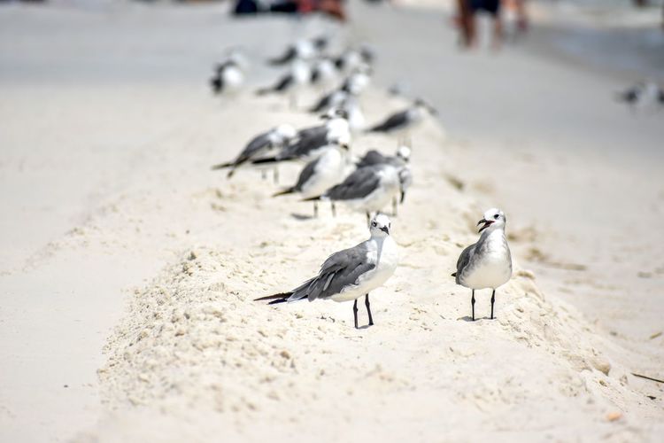 Birds at beach