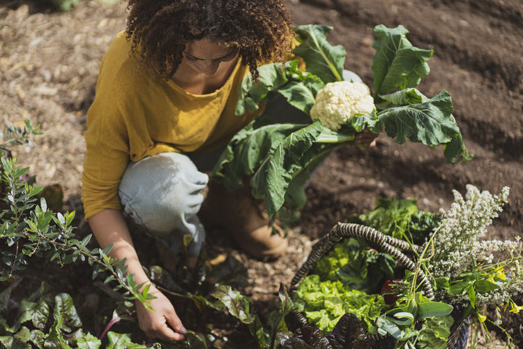 Curly haired woman holding cauliflower while picking vegetables in garden