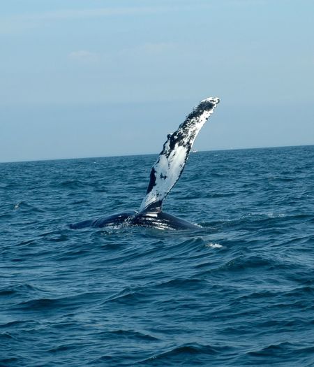 Gray whale breaching in sea against sky