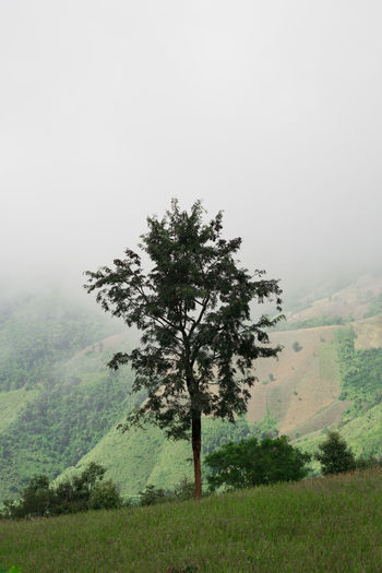 Tree in field during foggy weather