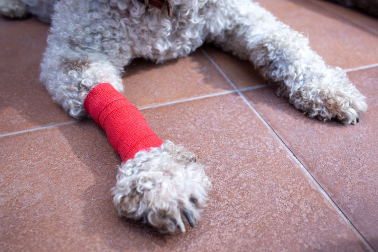 Closeup of dog with bandaged leg