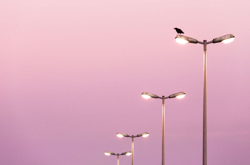 Low angle view of bird perching on street lamp
