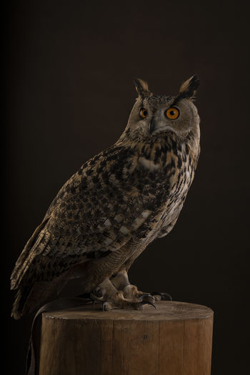 Close-up of turkmenistan eagle owl perching on wood against black brown background