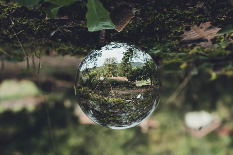 Upside down image of crystal ball hanging on tree