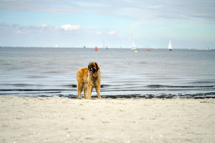 View of dog on beach