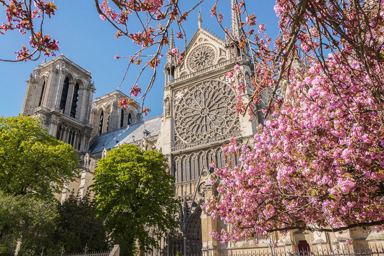 Notre dame cathedral and trees 