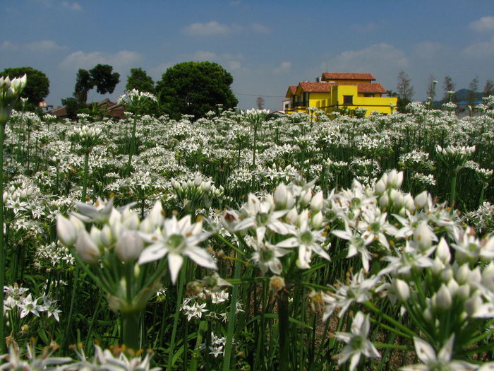 Flowers growing on field by building