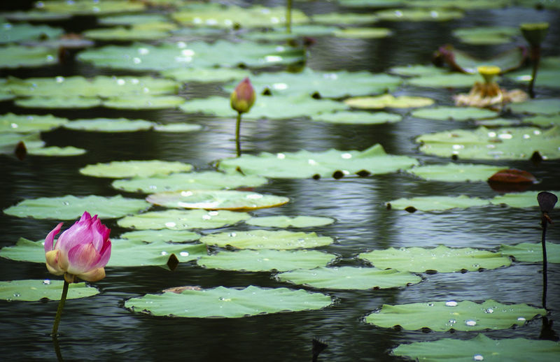 Pink lotus water lilies blooming in pond