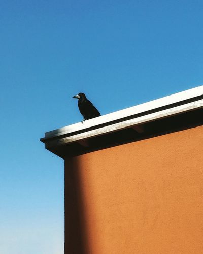 Low angle view of bird perching on building against clear sky