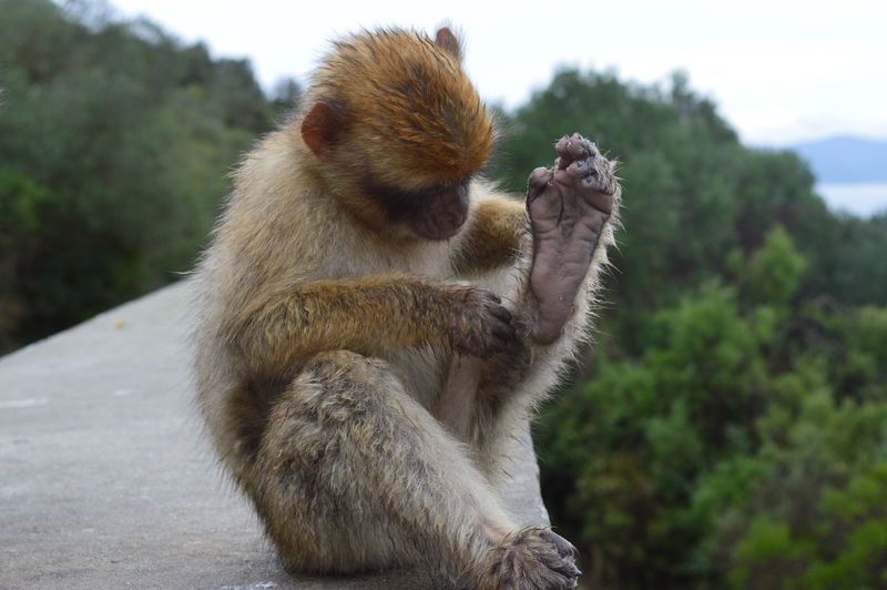 Close-up of monkey sitting on retaining wall