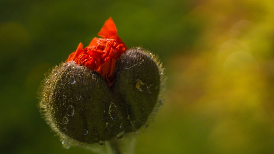 Close-up of red flower on leaf