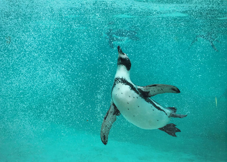 A penguin is swimming under the turquoise water