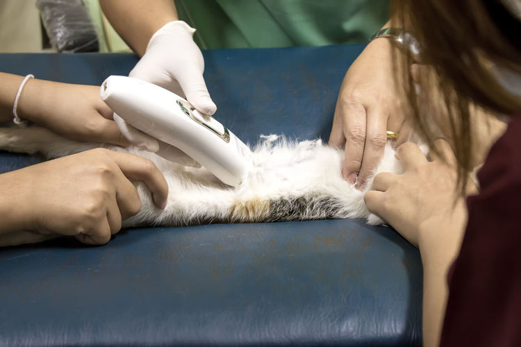Cropped image of female veterinarian examining cat on examination table