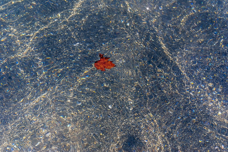 High angle view of insect on water