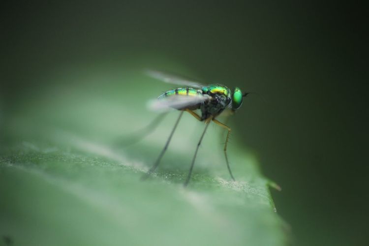 Close-up of green gold fly on leaf