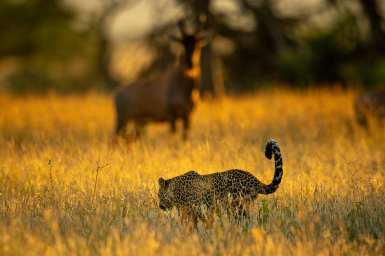 Leopard walks through grass watched by topi