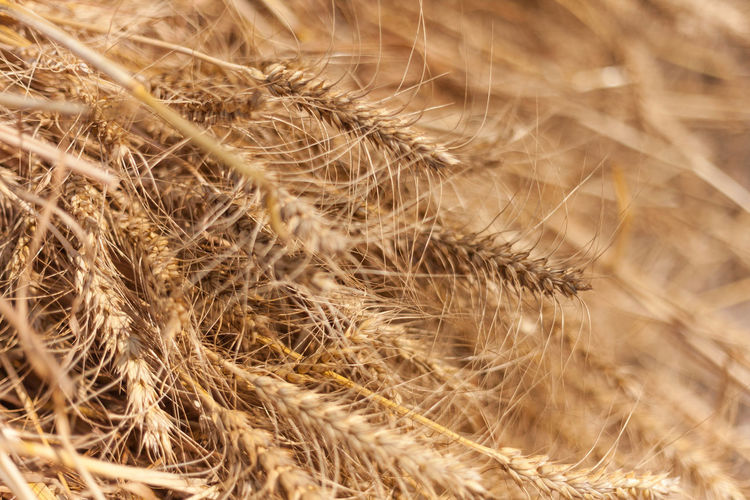 Full frame shot of golden wheat crops
