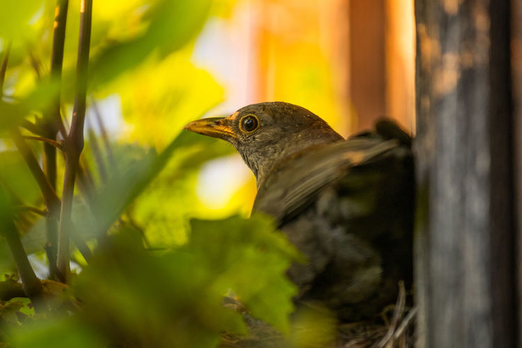 Close-up of bird perching on a tree
