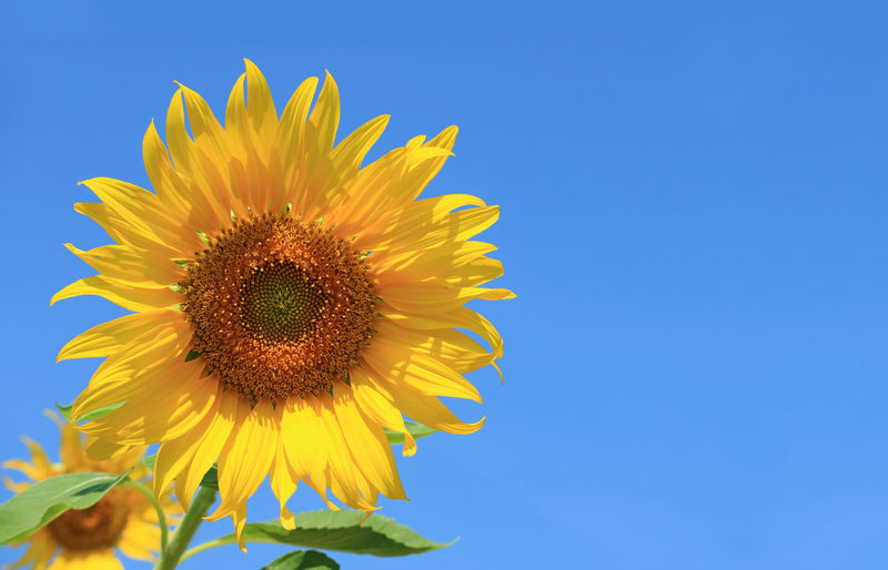 Closeup of a blossoming sunflower against vivid blue sky