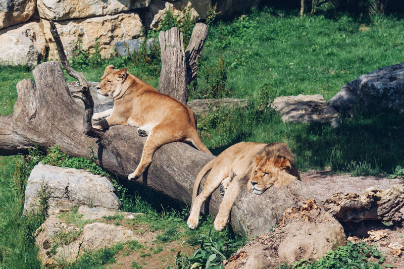 Lion and lioness relaxing on log at forest