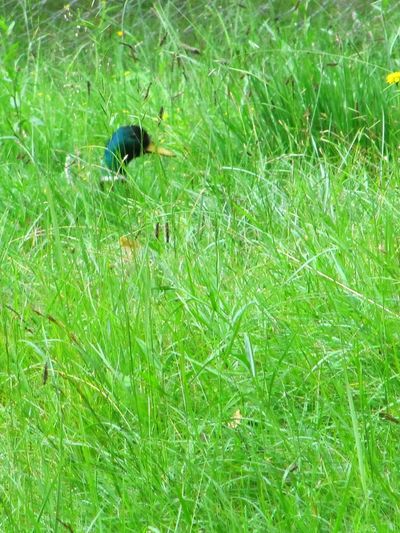 Bird on grassy field