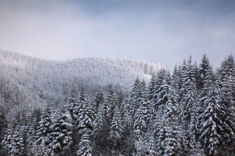 Pine trees in forest during winter in the wilderness forest.