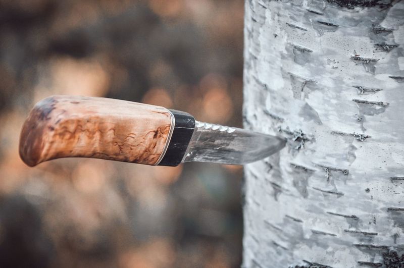 Close-up of hikers knife in a birch tree 