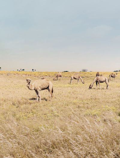 Beautiful picture of feral camels in australia. wild camels and dromedaries are eating bush.