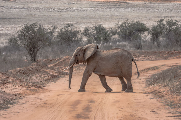 Side view of elephant walking on landscape crossing the road